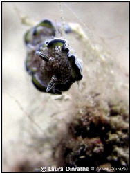 Margin glossodoris nudibranch (2 cm long) by Laura Dinraths 